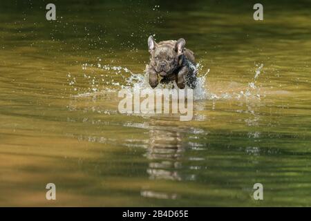 Französische Bulldogge, Welpen läuft durch den Fluss Stockfoto