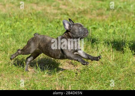 Französische Bulldogge, Welpen läuft durch Wiese Stockfoto