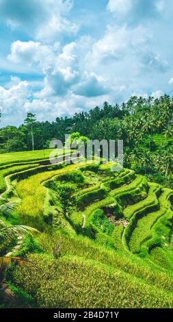 Regnerische Wolken über dem fantastischen Tegalang Rice Terrace Field mit schönen Palmen, die in Kaskade, Ubud, Bali, Indonesien wachsen. Stockfoto