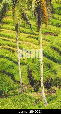 Nahaufnahme der schöne große Palme in erstaunliche Tegalalang Reis Terrasse Felder, Ubud, Bali, Indonesien. Stockfoto