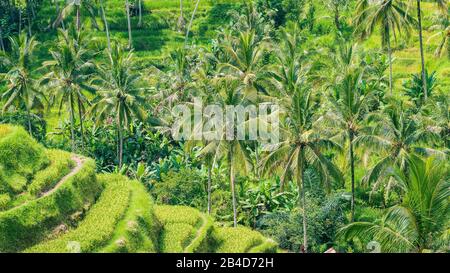 Palmen im Tegalang Rice Terrace Field, Ubud, Bali, Indonesien Stockfoto