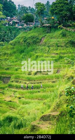 Touristen, die auf der herrlichen Tegalang-Reisterrasse spazieren, umgeben von wunderschönen Kokospalmen, die auf ihr wachsen, Ubud, Bali, Indonesien. Stockfoto