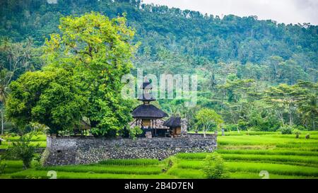 Ein Tempel zwischen Üppigem Grün des Reisens in Sidemen, Bali, Indonesien. Stockfoto