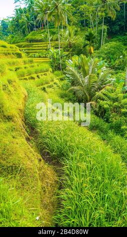 Touristenpfad auf den atemberaubenden Tegalang-Reisereichenfeldern mit schönen Kokospalmen, die auf Kaskaden wachsen, Ubud, Bali, Indonesien. Stockfoto