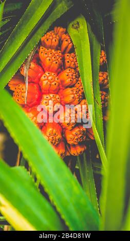 Pandanus tectorius Frucht und grünes Laub auf tropischer Palme. Nahaufnahme. Stockfoto