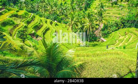 Wunderbares Tegalang Rice Terrace Field mit wunderschönen Palmen, Ubud, Bali, Indonesien. Stockfoto