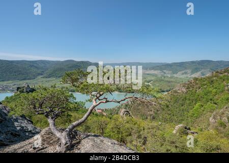 Dürnstein, Wachau, Waldviertel, Krems, Oberösterreich, Österreich, Europa. Stockfoto