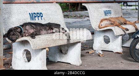 Zwei faule Hunde entspannen sich Stockfoto