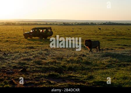 Mane-Löwe (Panthera leo) bei Sonnenaufgang in der Grassavanne, Maasai Mara Wildlife Sanctuary, Kenia Stockfoto