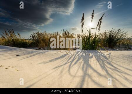 Ostsee mit goldgelbem Strandrasen im Sonnenlicht Stockfoto