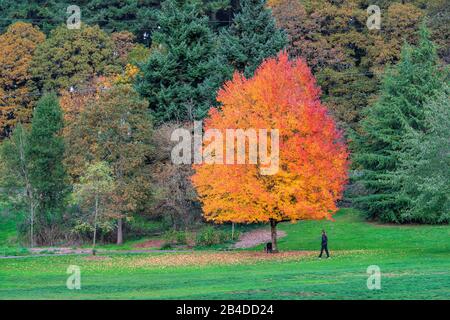 Atemberaubende Herbstfarben in Portland Oregon, USA Stockfoto