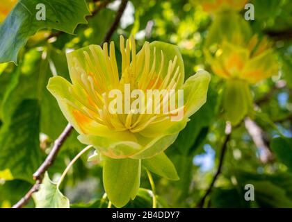 Blüte des Tulpenbaums (Liriodendron tulipifera), Bayern, Deutschland, Europa Stockfoto