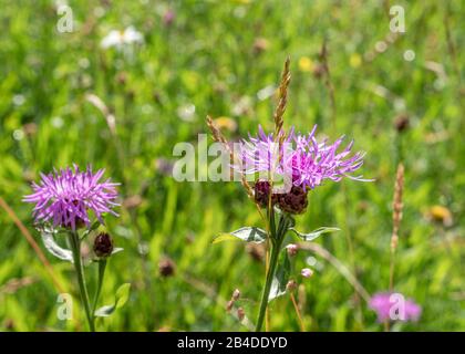 Wiese Knapweed (Centaurea jacea) auf einer Sommerwiese, Blossom, Bayern, Deutschland, Europa Stockfoto