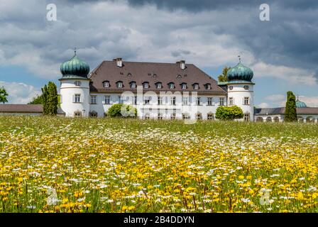 Wildblumenwiese im Schlosspark Höhenried bei Bernried am Starnberger See, Bayern, Oberbayern, Deutschland Stockfoto