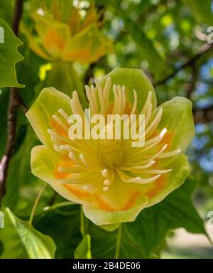 Blüte des Tulpenbaums (Liriodendron tulipifera), Bayern, Deutschland, Europa Stockfoto