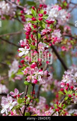 Rosafarbene und weiße Krabapfelblüten öffnen sich aus den roten Knospen eines Malus floribunda (japanischer Krabapfel)-Baumes. Stockfoto