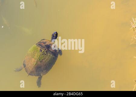 Turtle, Miccosukee, Indian Village, Everglades National Park, Florida, USA, Nordamerika Stockfoto