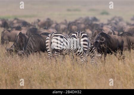 Nordtansania, im Mai Serengeti-Nationalpark, Ngorongoro-Krater, Tarangire, Arusha und Lake Manyara, zwei Zebras und eine gnu-Herde in der Savanne Nordtansansania, Arusha-Nationalpark, bewaffnete Ranger eskortieren einen Touristen. Stockfoto