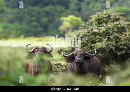 Nordtansania, Arusha-Nationalpark, zwei Kaffir-Buffalos, Syncerus-Kaffer Nordtansania, Arusha-Nationalpark, bewaffnete Ranger eskortieren einen Touristen. Stockfoto