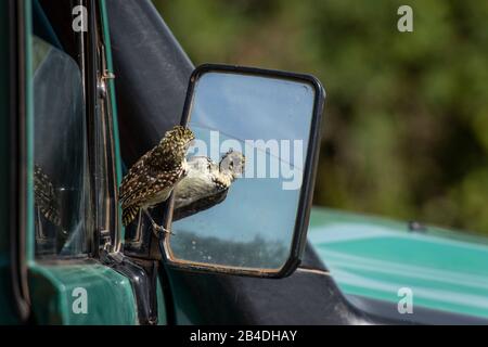 Tansania, Nordtansania, Serengeti-Nationalpark, Ngorongoro-Krater, Tarangire, Arusha und Lake Manyara, Vogelbeobachtung im Außenspiegel eines Jeeps Stockfoto