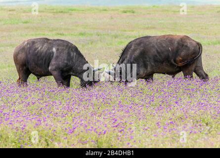 Tansania, Nordtansania, Serengeti-Nationalpark, Ngorongoro-Krater, Tarangire, Arusha und Lake Manyara, Cape Buffalo, Syncerus Caffer Stockfoto