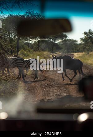 Tansania, Nordtansania, Serengeti-Nationalpark, Ngorongoro-Krater, Tarangire, Arusha und Lake Manyara, Zebras und gnu überqueren die Straße Stockfoto