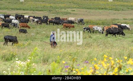 Tansania, Nordtansania am Ende der Regenzeit im Mai, Serengeti-Nationalpark, Ngorongoro-Krater, Tarangire, Arusha und Lake Manyara, Maasai-Hirte mit Herde Stockfoto