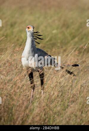 Tansania, Nordtansania, Serengeti-Nationalpark, Ngorongoro-Krater, Tarangire, Arusha und Lake Manyara, Sekretärsvogel in der Savanne, Sagittarius serpentarius Stockfoto