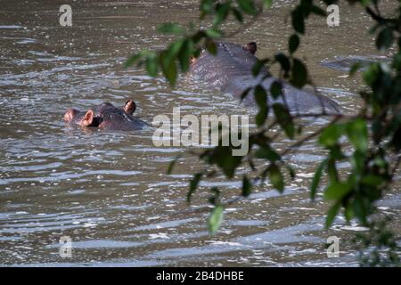 Tansania, Nordtansania, Serengeti-Nationalpark, Ngorongoro-Krater, Tarangire, Arusha und Lake Manyara, zwei Flusspferde im Wasser, Hippopotamus amphibius Stockfoto