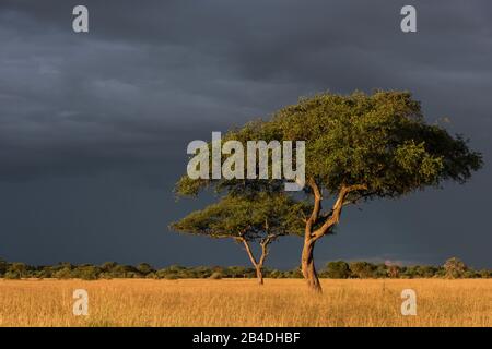 Tansania, Nordtansania, Serengeti-Nationalpark, Ngorongoro-Krater, Tarangire, Arusha und Lake Manyara, Gewitterstimmung Stockfoto