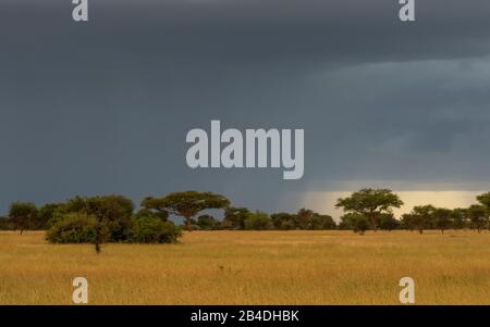 Tansania, Nordtansania, Serengeti-Nationalpark, Ngorongoro-Krater, Tarangire, Arusha und Lake Manyara, Gewitterstimmung Stockfoto