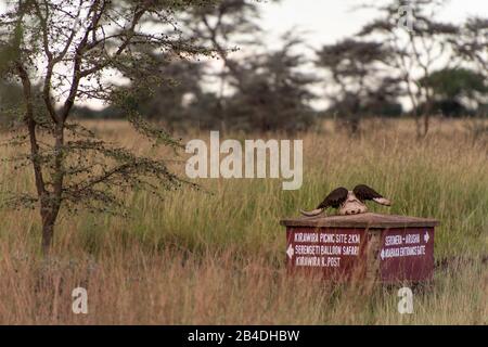 Tansania, Nordtansania, Serengeti-Nationalpark, Ngorongoro-Krater, Tarangire, Arusha und Lake Manyara, Wegweiser mit Büffelschädel Stockfoto