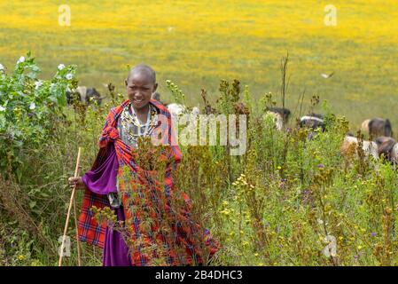 Tansania, Nordtansania am Ende der Regenzeit im Mai, Serengeti-Nationalpark, Ngorongoro-Krater, Tarangire, Arusha und Lake Manyara, Maasai-Mädchen mit Herde Stockfoto