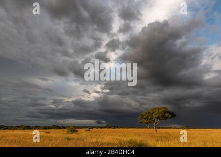 Tansania, Nordtansania, Serengeti-Nationalpark, Ngorongoro-Krater, Tarangire, Arusha und Lake Manyara, Gewitterstimmung Stockfoto