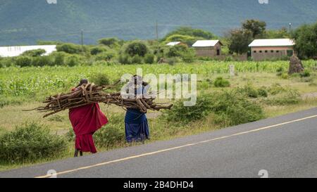Tansania, Nordtansania am Ende der Regenzeit im Mai, Serengeti-Nationalpark, Ngorongoro-Krater, Tarangire, Arusha und Lake Manyara, Maasai-Frauen mit Brennholz im Rücken Stockfoto