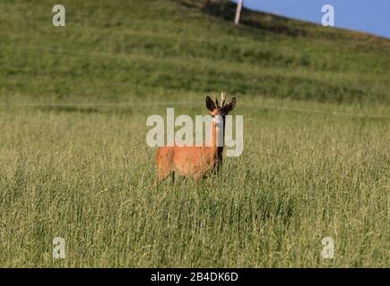 Appenzellerland, Rehe, Roebuck, Feld, hohes Gras Stockfoto