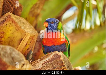 Alle Farben lory oder Wedge-tailed Lorikeet (Trichoglossus haematodus) in einem Wald am Kieselstrand, Murramarang-Nationalpark, Sit, victoria, australien Stockfoto