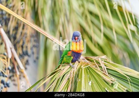 Alle Farben lory oder Wedge-tailed Lorikeet (Trichoglossus haematodus) in einem Wald am Kieselstrand, Murramarang-Nationalpark, Sit, victoria, australien Stockfoto