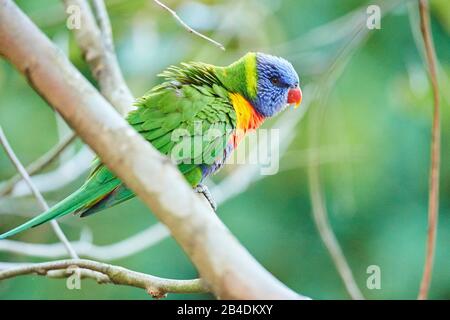 Alle Farben lory oder Wedge-tailed Lorikeet (Trichoglossus haematodus) in einem Wald am Kieselstrand, Murramarang-Nationalpark, Sit, victoria, australien Stockfoto