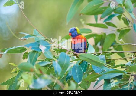 Alle Farben lory oder Wedge-tailed Lorikeet (Trichoglossus haematodus) in einem Wald am Kieselstrand, Murramarang-Nationalpark, Sit, victoria, australien Stockfoto