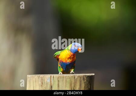 Alle Farben lory oder Wedge-tailed Lorikeet (Trichoglossus haematodus) in einem Wald am Kieselstrand, Murramarang-Nationalpark, Sit, victoria, australien Stockfoto