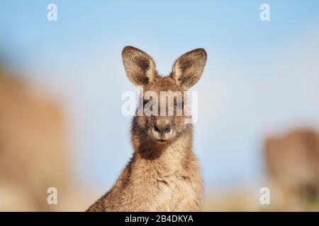 Ostgraues Riesenkangaroo (Macropus giganteus), Porträt, seitlich Stockfoto