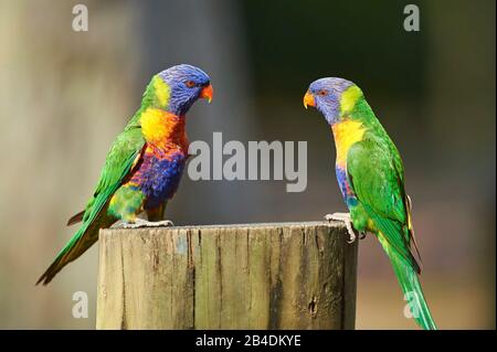 Alle Farben lory oder Wedge-tailed Lorikeet (Trichoglossus haematodus) in einem Wald am Kieselstrand, Murramarang-Nationalpark, Sit, victoria, australien Stockfoto