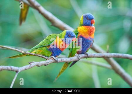Alle Farben schwarz oder keilgeschwemmt loris (Trichoglossus haematodus) in einem Wald am Kieselstrand, Murramarang-Nationalpark, Sit, victoria, australien Stockfoto