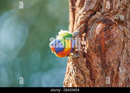 Alle Farben lory oder Wedge-tailed Lorikeet (Trichoglossus haematodus) in einem Wald am Kieselstrand, Murramarang-Nationalpark, Sit, victoria, australien Stockfoto