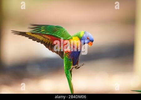 All-color lory oder Wedge-tailed Lorikeet (Trichoglossus haematodus) in einem Wald am Kieselstrand, Murramarang-Nationalpark, Flying, Victoria, Australien Stockfoto