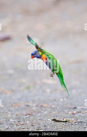 All-color lory oder Wedge-tailed Lorikeet (Trichoglossus haematodus) in einem Wald am Kieselstrand, Murramarang-Nationalpark, Flying, Victoria, Australien Stockfoto