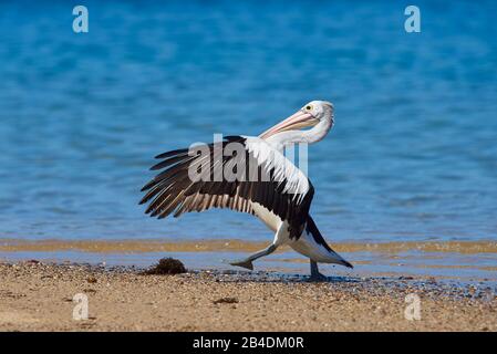 Afrikanischer Pelikan (Pelecanus conspicillatus), Wasser, Wandern, Nahaufnahme, New South Wales, Australien Stockfoto