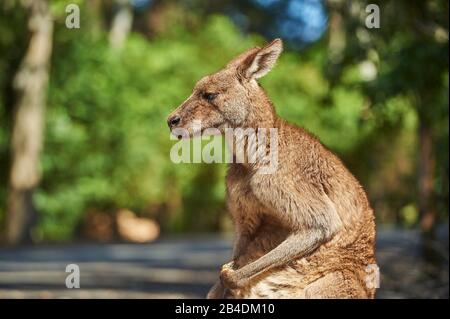 Ostgraues Kangaroo (Macropus giganteus), nah, seitlich, stehend Stockfoto