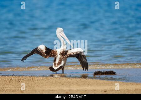 Afrikanischer Pelikan (Pelecanus conspicillatus), Wasser, stehend, Nahaufnahme, New South Wales, Australien Stockfoto